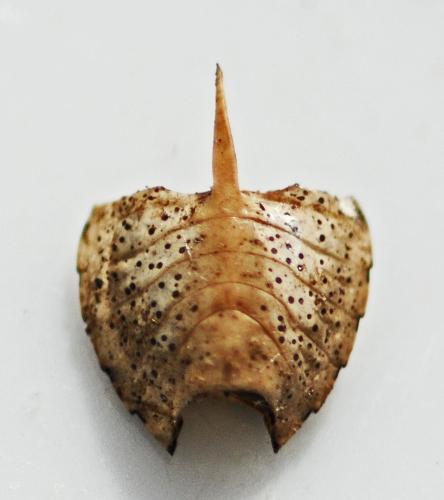 Rhaphigaster nebulosa